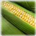 Microwave Corn On The Cob Recipe